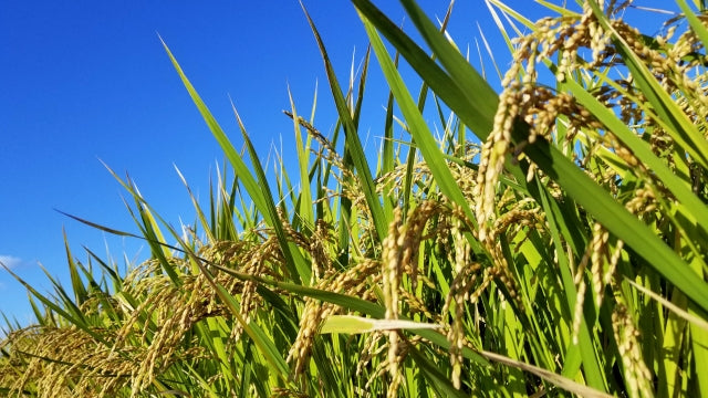 「晴天の霹靂」に続き青森県2品種目の新しい特A米「はれわたり」を食べてみました!