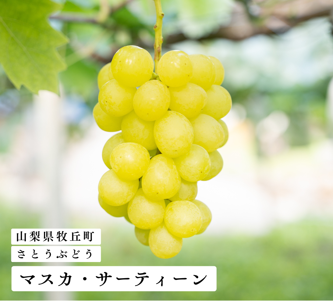売切＞【山梨県牧丘町・さとうぶどう】シャインマスカットキラー 完熟
