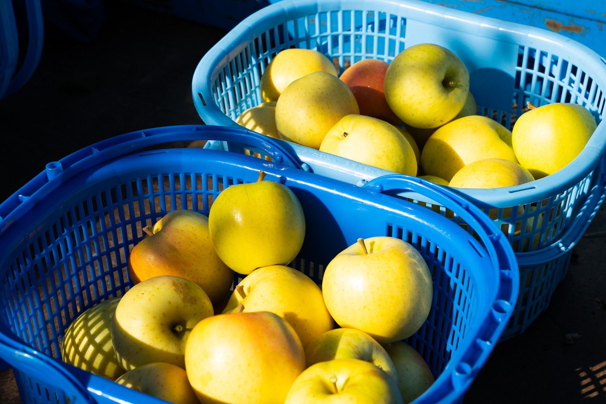 りんごを長持ちさせるには保存方法がポイント！常温・冷蔵・冷凍での保存期間は？