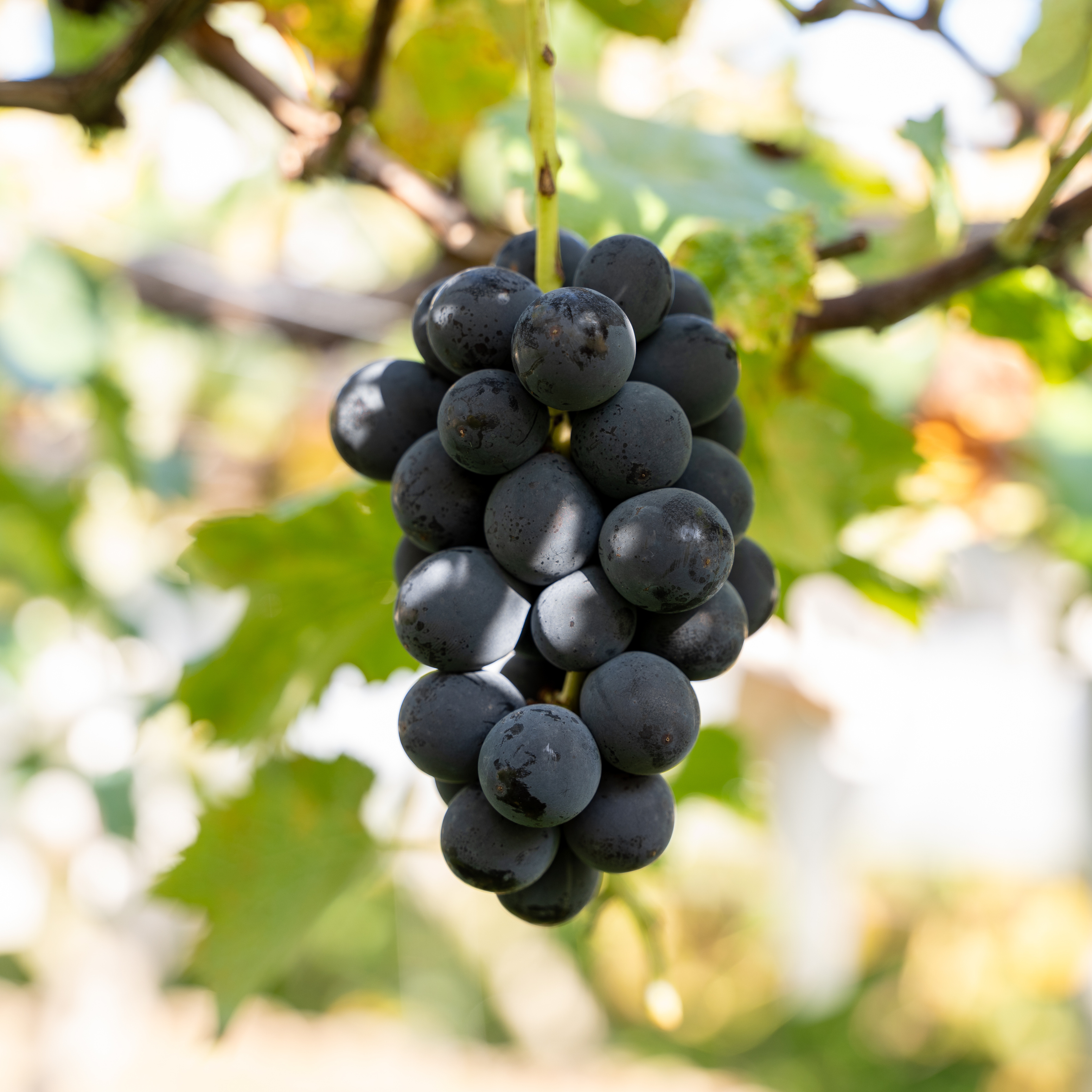 【秀品】山梨牧丘産◇ぶどうの王様☆巨峰ぶどう種無し【３kg】5～７房入『最高級品』！『予約』9月中旬発送！岡果実園☆⑥ 2026年発送分先行受付巨峰ぶどう(種なし) 1房500グラム以上 産地直送