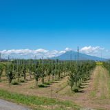 ＜卸売販売＞青森県産りんご飴向け小玉りんご（葉とらずサンふじ）販売期間：11月中旬〜2月頃