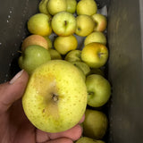 【送料無料】【ご相談】行き先がなくなってしまいました。黄色いりんご「トキ」