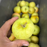 【送料無料】【ご相談】行き先がなくなってしまいました。黄色いりんご「トキ」